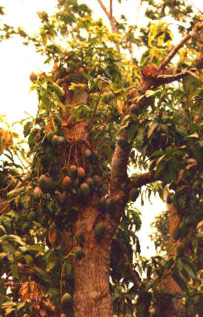 Un beau manguier de Farmoréah